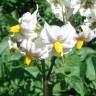 Fotografia 8 da espécie Solanum tuberosum do Jardim Botânico UTAD