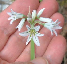 Fotografia da espécie Allium triquetrum