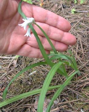 Fotografia 5 da espécie Allium triquetrum no Jardim Botânico UTAD