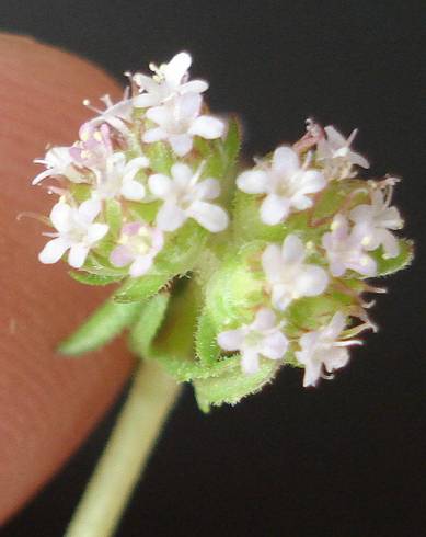 Fotografia de capa Valerianella dentata - do Jardim Botânico