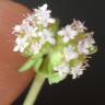 Fotografia 1 da espécie Valerianella dentata do Jardim Botânico UTAD