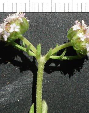 Fotografia 3 da espécie Valerianella dentata no Jardim Botânico UTAD