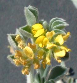 Fotografia da espécie Medicago marina