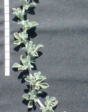 Fotografia 7 da espécie Medicago marina no Jardim Botânico UTAD