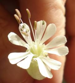 Fotografia da espécie Silene vulgaris subesp. vulgaris