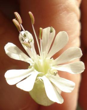 Fotografia 5 da espécie Silene vulgaris subesp. vulgaris no Jardim Botânico UTAD