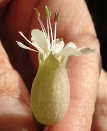 Fotografia da espécie Silene vulgaris subesp. vulgaris