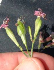 Silene longicilia