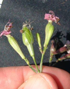 Fotografia 1 da espécie Silene longicilia no Jardim Botânico UTAD