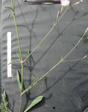 Fotografia 2 da espécie Silene longicilia no Jardim Botânico UTAD