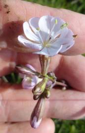 Fotografia da espécie Silene longicilia