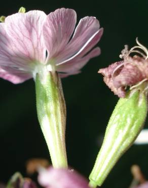 Fotografia 5 da espécie Silene longicilia no Jardim Botânico UTAD