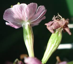 Fotografia da espécie Silene longicilia