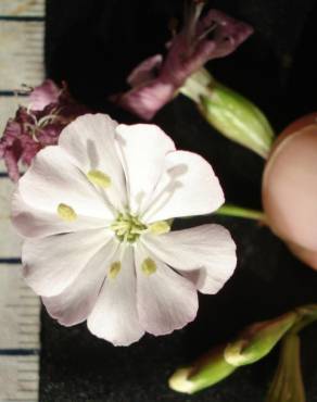 Fotografia 6 da espécie Silene longicilia no Jardim Botânico UTAD