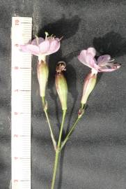 Fotografia da espécie Silene longicilia