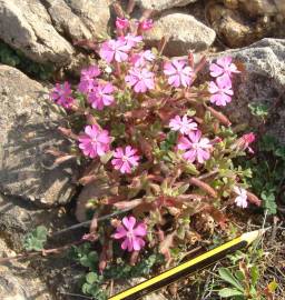 Fotografia da espécie Silene littorea subesp. littorea