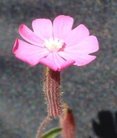 Fotografia da espécie Silene littorea subesp. littorea