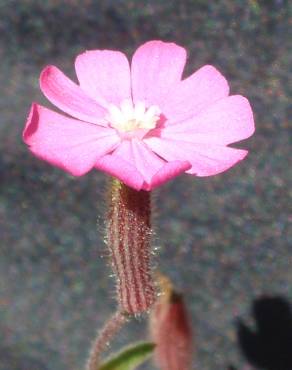 Fotografia 6 da espécie Silene littorea subesp. littorea no Jardim Botânico UTAD