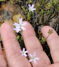 Fotografia da espécie Silene laeta