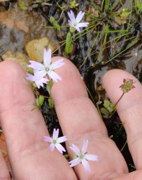 Fotografia 5 da espécie Silene laeta no Jardim Botânico UTAD