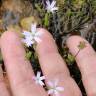 Fotografia 5 da espécie Silene laeta do Jardim Botânico UTAD