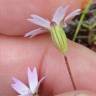 Fotografia 6 da espécie Silene laeta do Jardim Botânico UTAD