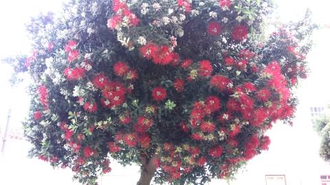 Fotografia da espécie Metrosideros excelsa