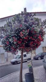 Fotografia da espécie Metrosideros excelsa