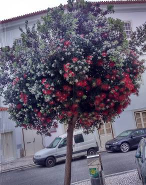 Fotografia 5 da espécie Metrosideros excelsa no Jardim Botânico UTAD