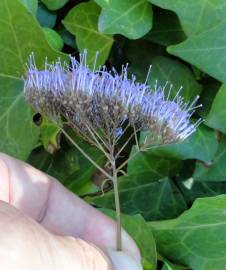 Fotografia da espécie Trachelium caeruleum subesp. caeruleum