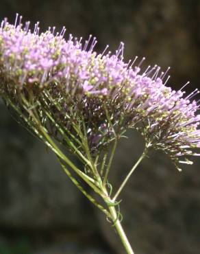 Fotografia 6 da espécie Trachelium caeruleum subesp. caeruleum no Jardim Botânico UTAD