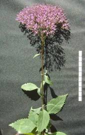 Fotografia da espécie Trachelium caeruleum subesp. caeruleum