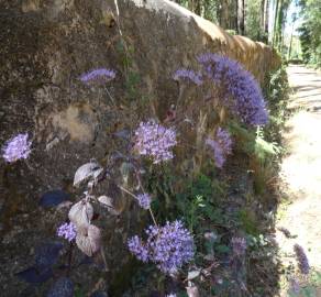 Fotografia da espécie Trachelium caeruleum subesp. caeruleum