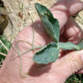 Fotografia da espécie Lathyrus odoratus