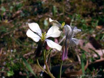 Fotografia da espécie Raphanus raphanistrum subesp. raphanistrum