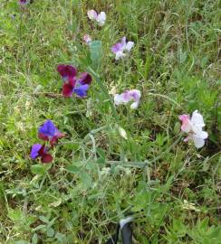 Fotografia da espécie Lathyrus odoratus