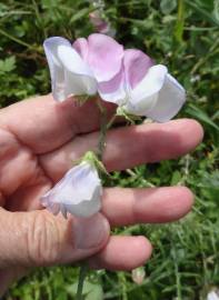 Fotografia da espécie Lathyrus odoratus