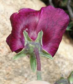 Fotografia da espécie Lathyrus odoratus