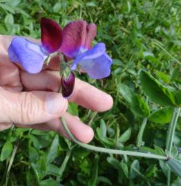 Fotografia da espécie Lathyrus odoratus