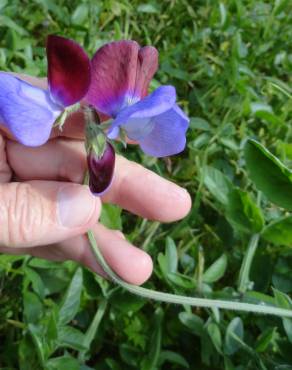 Fotografia 8 da espécie Lathyrus odoratus no Jardim Botânico UTAD