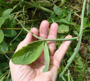 Fotografia da espécie Lathyrus odoratus