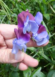 Fotografia da espécie Lathyrus odoratus