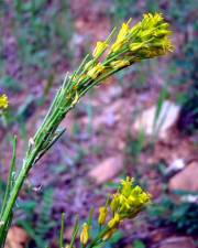 Fotografia da espécie Sisymbrium austriacum