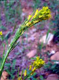 Fotografia da espécie Sisymbrium austriacum subesp. contortum