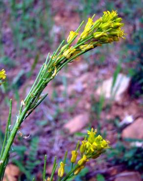 Fotografia 1 da espécie Sisymbrium austriacum subesp. contortum no Jardim Botânico UTAD