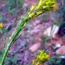 Fotografia 1 da espécie Sisymbrium austriacum subesp. contortum do Jardim Botânico UTAD