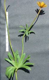 Fotografia da espécie Anemone palmata