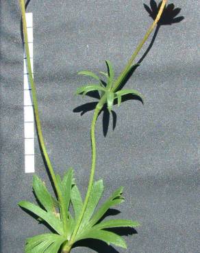 Fotografia 2 da espécie Anemone palmata no Jardim Botânico UTAD