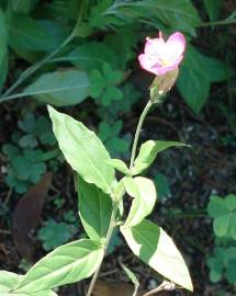 Fotografia da espécie Oenothera rosea