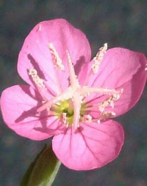 Fotografia 3 da espécie Oenothera rosea no Jardim Botânico UTAD